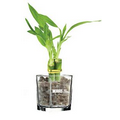 6" Lucky Bamboo Plant in 3" Glass Container
